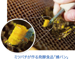 ミツバチが作る発酵食品「蜂パン」