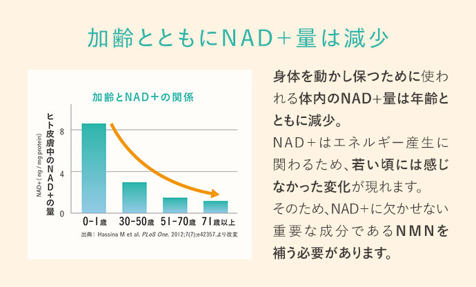 加齢とともにNAD+量は減少。身体を動かし保つために使われる体内のNAD+量は年齢とともに減少。NAD+はエネルギー産生に関わるため、若い頃には感じなかった変化が現れます。そのため、NAD+に欠かせない重要な成分であるNMNを補う必要があります。