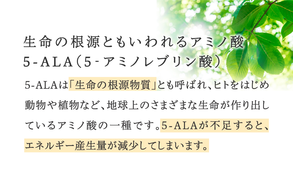生命の根源ともいわてるアミノ酸5-ALA(5-アミノレブリン酸) 5-ALAは「生命の根源物質」とも呼ばれ、ヒトをはじめ動物や植物など、地球上のさまざまな生命が作り出しているアミノ酸の一種です。5-ALAが不足すると、エネルギーの産生量が減少してしまいます。