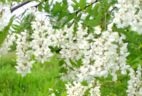 アカシアの花