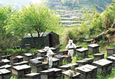 豊かな自然環境に恵まれた浙江省の養蜂場