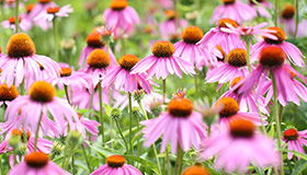 エキナセアの花