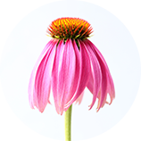 エキナセアの花