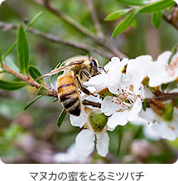 マヌカの蜜を取るミツバチ