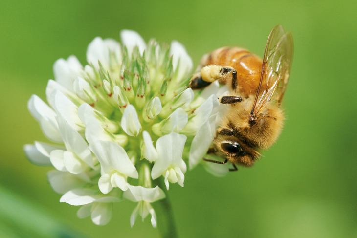 ミツバチと花アップ