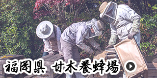 福岡県 甘木養蜂場