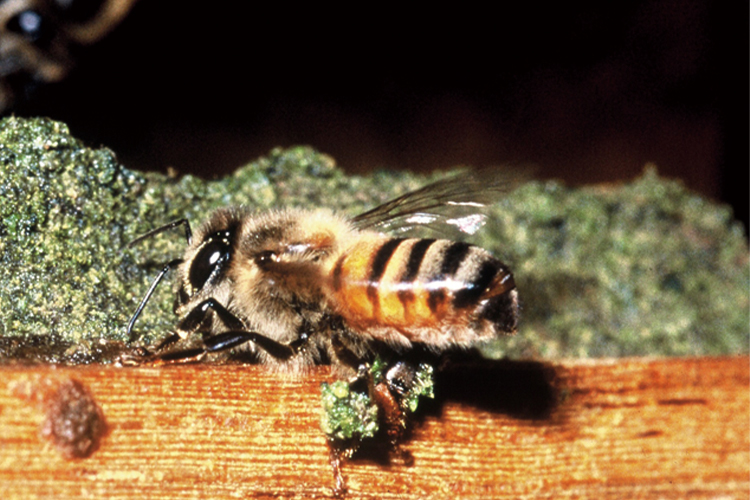 プロポリスを巣に塗り付けるミツバチ