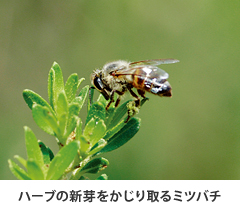 ハーブの新芽をかじり取るミツバチ