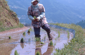 長男が田植えに帰ってくる日までに、小さな田んぼは一人で植えておく