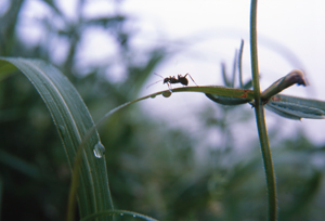 朝露に濡れた草葉の上にアリが一匹