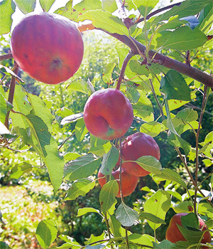 畑の片隅で、リンゴを3本だけ栽培している家があった