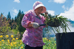 舟木八重さんが庭の特製の鍋でゼンマイを茹でる