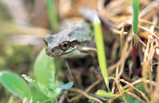 アマガエル