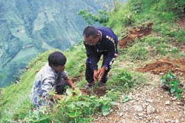 M. SHYAM (à droite) entrain de planter un arbre. Les participants de cette campagne ont planté en tout environ 15.000 jeunes feuillus fournis par le gouvernement népalais. (ci-dessus)