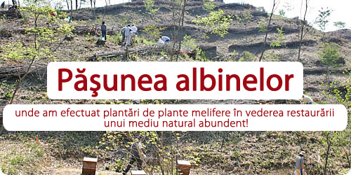 Păşunea albinelor, unde am efectuat plantări de plante melifere în vederea restaurării unui mediu natural abundent