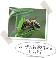 n[u̐VW߂~co`