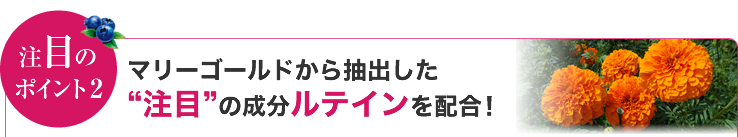 Vzڂ̃|Cg2 }[S[h璊ogځh̐eCzI