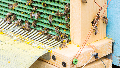 Beeワールドinルーマニア 花粉と蜂パン 篇 山田養蜂場 Beeワールドinルーマニア 花粉と蜂パン 篇 山田養蜂場