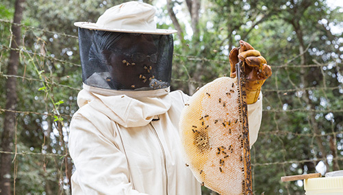 Beeワールドinケニア式トップ・バー巣箱 篇｜山田養蜂場