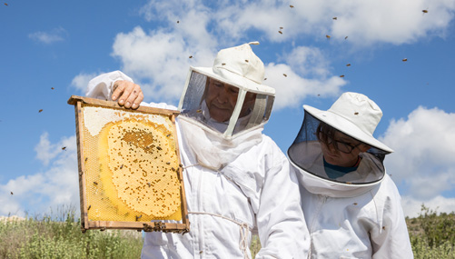Beeワールドinスペイン 世界最古の採蜜壁画 篇｜山田養蜂場