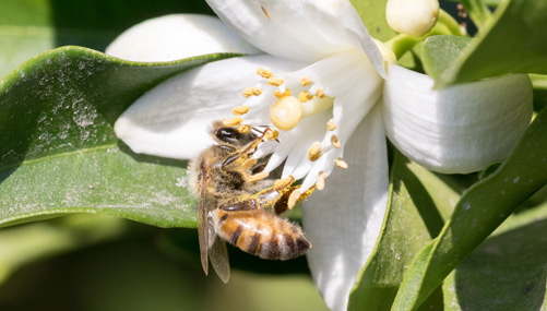 Beeワールドinメキシコ オレンジ蜂蜜 篇｜山田養蜂場