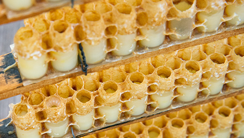 Beeワールドin日本 ローヤルゼリーの技術 篇 山田養蜂場