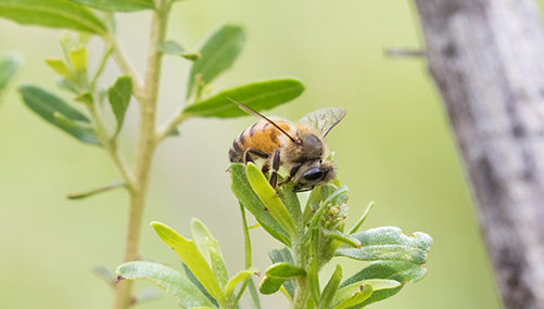Beeワールドinブラジル グリーンプロポリスの誕生 篇｜山田養蜂場