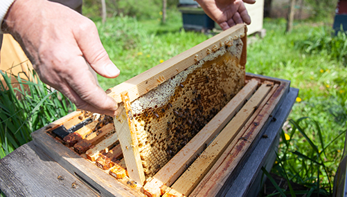 Beeワールドinアメリカ 近代養蜂の父ラングストロス 篇｜山田養蜂場
