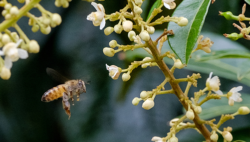 Beeワールドinブラジル 長期熟成の蜂蜜 篇 山田養蜂場 Beeワールドinブラジル 長期熟成の蜂蜜 篇 山田養蜂場