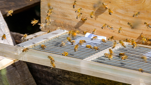 実証蜂針療法解説 各種療法 | 整体町田施術院