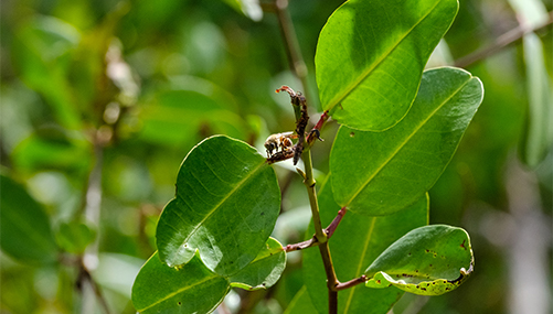 Beeワールドinブラジル レッドプロポリス 篇 山田養蜂場