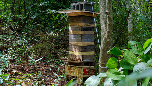 85 山採り　ハシバミ 岳山・見張山（だけやま・みはりやま）前編 | そこに山があるから | BS朝日