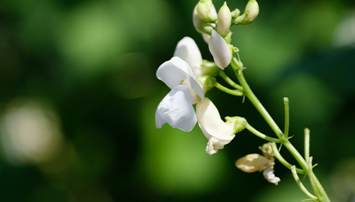 Beeワールドin日本 白花豆蜂蜜 篇 山田養蜂場