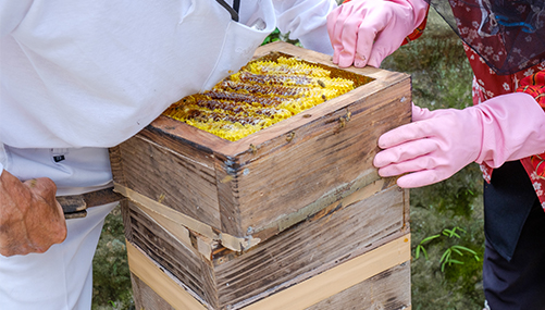 Beeワールドin日本 対馬の重箱式巣箱 篇｜山田養蜂場