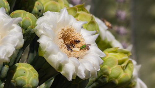 Beeワールドinメキシコ メキシコのサボテン蜂蜜 篇 山田養蜂場