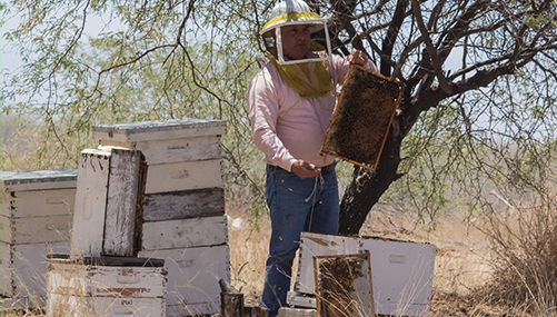 Beeワールドinメキシコ メキシコのサボテン蜂蜜 篇 山田養蜂場