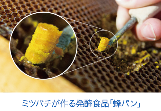 ミツバチが作る発酵食品「蜂パン」