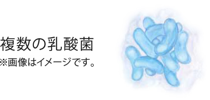 複数の乳酸菌