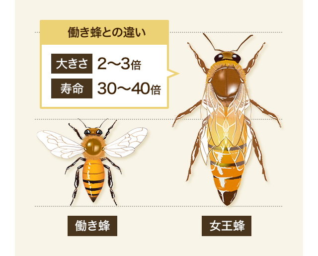 働き蜂との違い