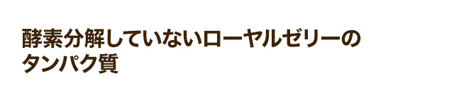酵素分解していないローヤルゼリーのタンパク質