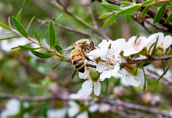 マヌカの蜜を取るミツバチ