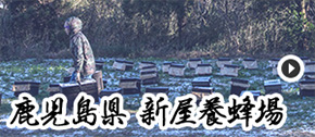 鹿児島県 新屋養蜂場