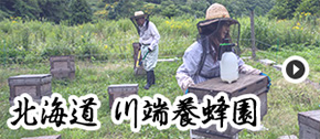 北海道 川端養蜂園