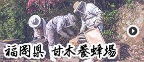 福岡県 甘木養蜂場