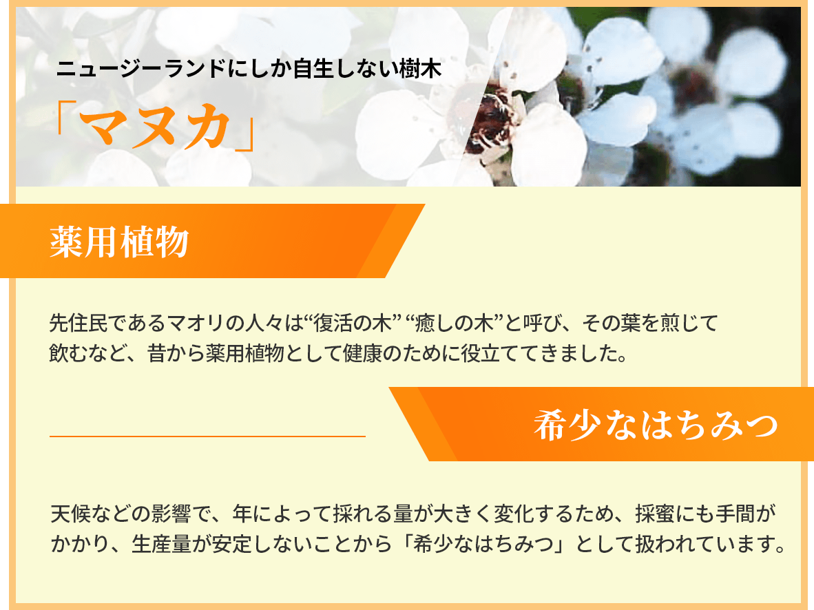 �j���[�W�[�����h�ɂ����������Ȃ����� �u�}�k�J�v