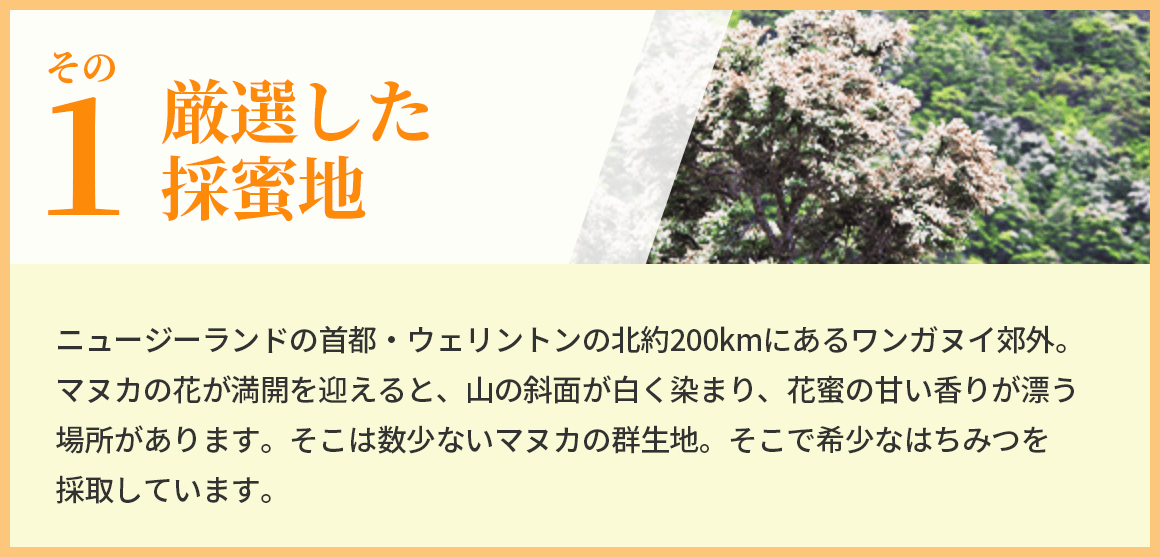 ���I�����̖��n