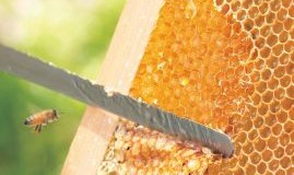 はちみつの効果とは?栄養成分やおすすめの使い方、注意点を紹介